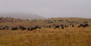 A foggy day in Custer State Park. We really saw a lot of wildlife, including large herds of buffalo.. 