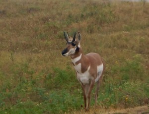 ... and a number of pronghorns.