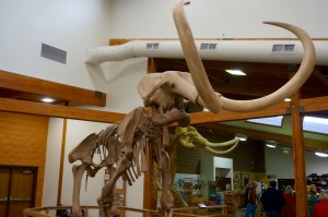 Our last stop for today was the Mammoth Site, a privately (non-profit) owned excavation site in Hot Springs, SD. This site was discovered in 1974, when a mound that had always been part of the community was being razed to make way for a housing development. After a few bulldozer passes, interesting things started to show up.