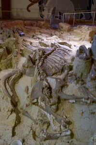 It turns out that this was a big sinkhole that creatures (both currently extinct or extant) fell into and drowned. Ultimately, it filled in and the density of animal fossils in the dig is astounding. Here is the body (sans head) of a mammoth that has been uncovered. Amazing!