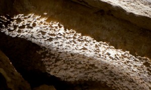 Unlike Wind Cave, Jewel Cave was formed by the gradual dissolution of limestone by stagnant, acid rich water. Hence, it dissolved a lot of the limestone that was there, causing big caverns -- some of which collapsed as the water evaporated.