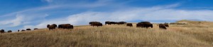 But what this national park is all about is buffaloes -- lots of them, roaming around everywhere.