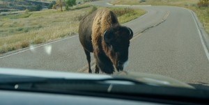 This appeared to be the big bubba of the herd. While all the others had run off, he decided to come over for a little look see.