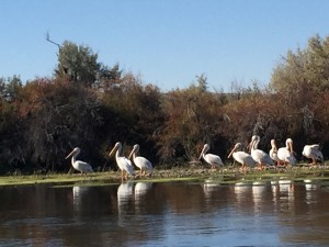 Some of the largest pelicans we have ever seen!