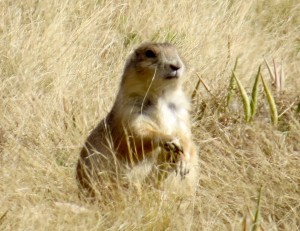 Alan, Alan... A local prairie dog. If you don't understand the reference, check out YouTube.