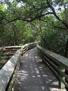 Lots of great walkways through the mangrove jungle.