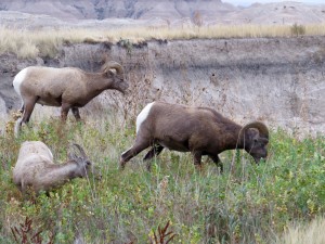 Lots of wildlife in the park, including these Bighorns.