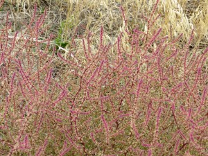 In the middle of the barren area, shocks of color would show up.