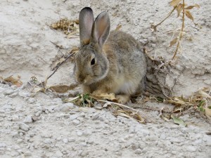 Bunny!