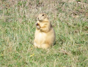 There were literally hundreds (maybe thousands) or prairie dogs roaming around.