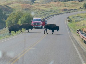 Several times we had to stop for buffaloes who were crossing the roadway. I will post the video separately. Very exciting.