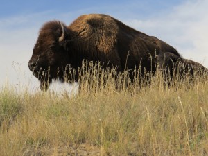 Yeah, absolutely majestic. It made me pine away for the old nickels.